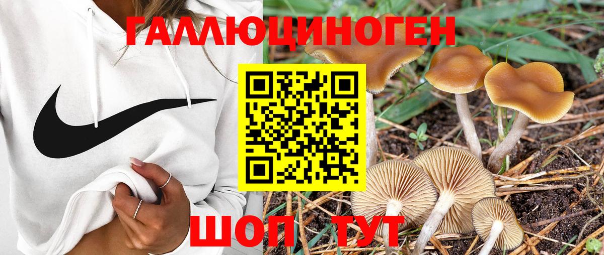 Междуреченск  Псилоцибиновые грибы Psilocybe  даркнет сайт  Псилоцибиновые грибы MAGIC MUSHROOMS  Вход с VPN 